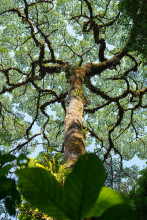Monteverde